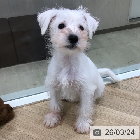 東京都のミニチュアシュナウザー (ペットプラス 日の出店/2026年1月19日生まれ/男の子/ホワイト)の子犬の3枚目の画像