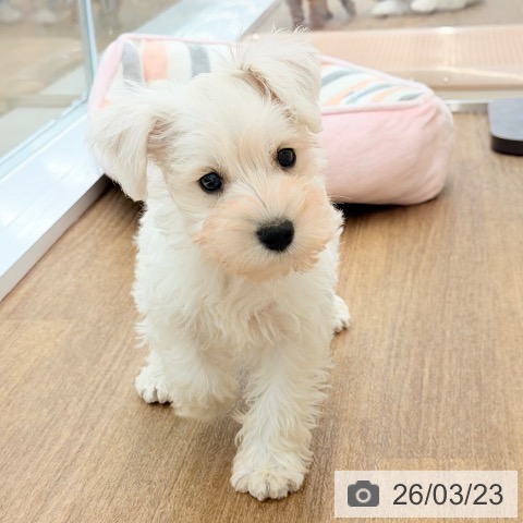 千葉県のミニチュアシュナウザー (ペッツワン 千葉ニュータウン店/2026年1月19日生まれ/男の子/ホワイト)の子犬の3枚目の画像