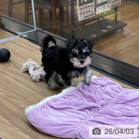 ミニチュア・シュナウザーの写真