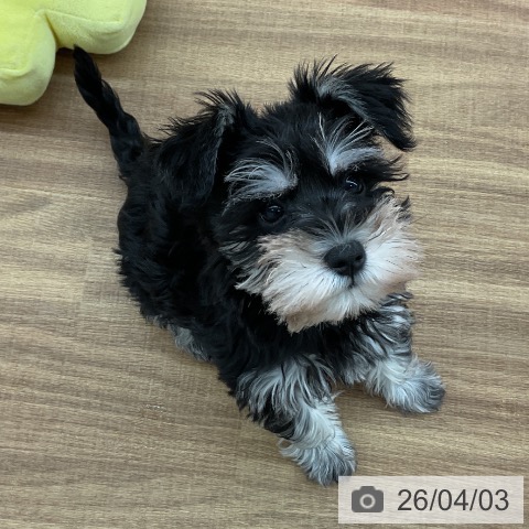 東京都のミニチュアシュナウザー (ペッツワン 青梅インター店/2026年1月19日生まれ/女の子/ブラックシルバー)の子犬の3枚目の画像