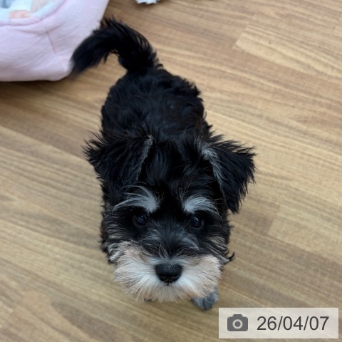 東京都のミニチュアシュナウザー (ペッツワン 青梅インター店/2026年1月19日生まれ/女の子/ブラックシルバー)の子犬の4枚目の画像