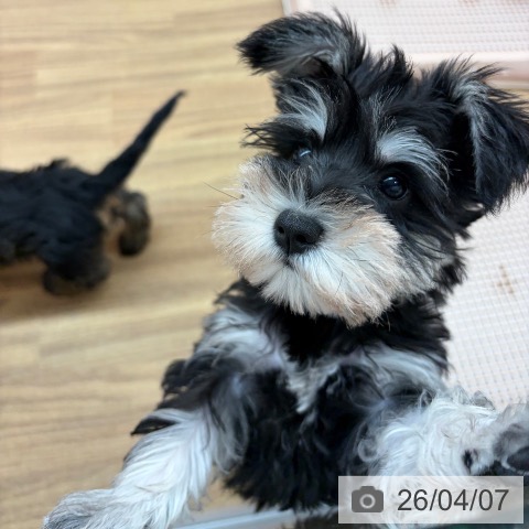 東京都のミニチュアシュナウザー (ペッツワン 青梅インター店/2026年1月19日生まれ/女の子/ブラックシルバー)の子犬の3枚目の画像