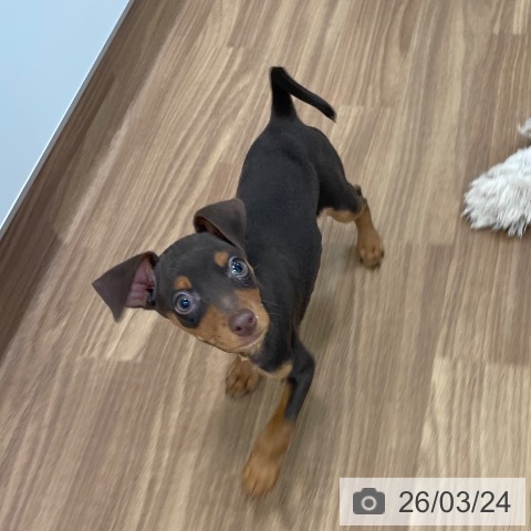 ミニチュア・ピンシャーの写真