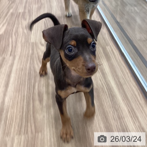 ミニチュア・ピンシャーの写真