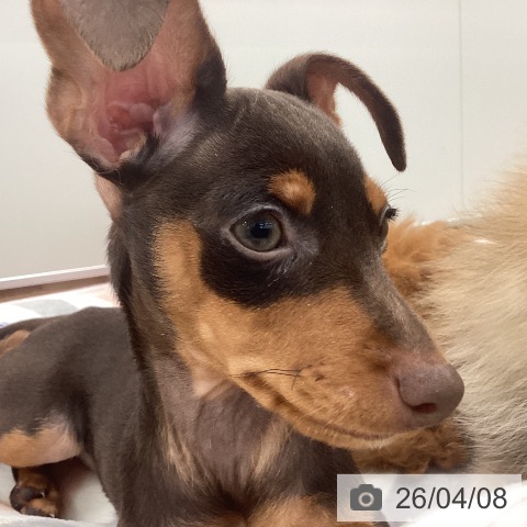 茨城県のミニチュアピンシャー (ペッツワン つくば店/2026年1月19日生まれ/女の子/チョコレートタン)の子犬の4枚目の画像