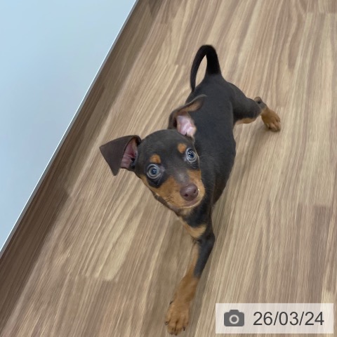 ミニチュア・ピンシャーの写真