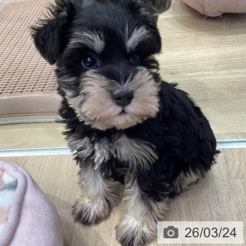 ミニチュア・シュナウザーの写真