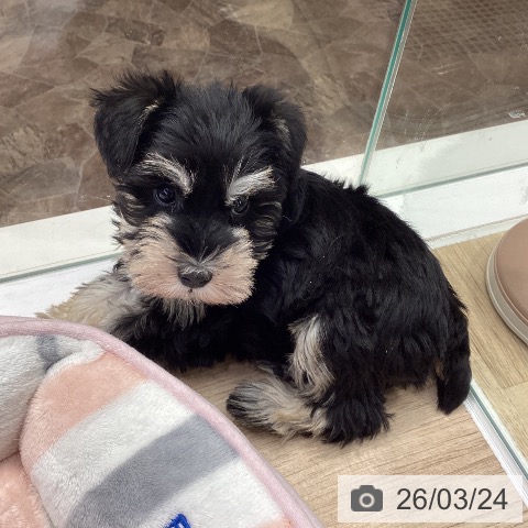 ミニチュア・シュナウザーの写真