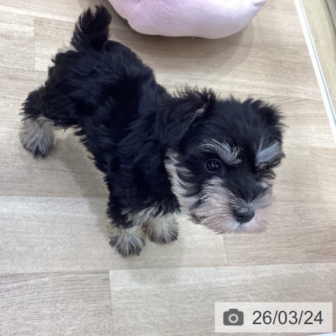 ミニチュア・シュナウザーの写真