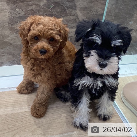 神奈川県のミニチュアシュナウザー (ペットプラス 座間店/2026年1月19日生まれ/女の子/ブラックシルバー)の子犬の4枚目の画像