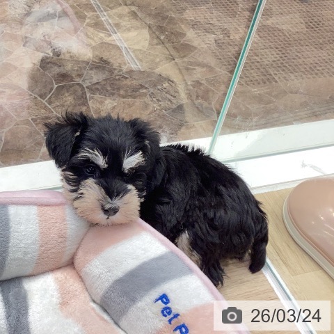 ミニチュア・シュナウザーの写真