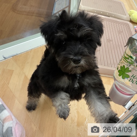 千葉県のミニチュアシュナウザー (ペットプラス 成田店/2026年1月19日生まれ/女の子/ブラックシルバー)の子犬の4枚目の画像