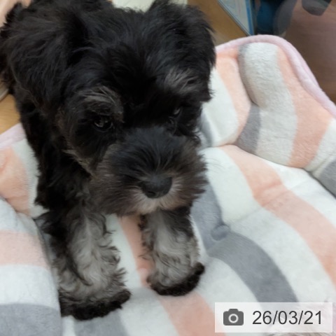 ミニチュア・シュナウザーの写真