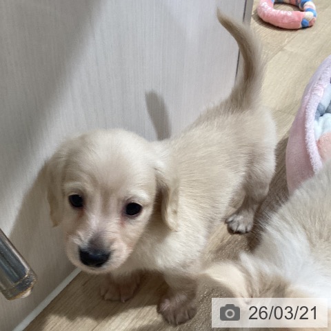 ミニチュア・ダックスフンドの写真