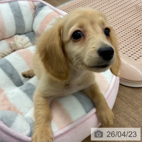 ミニチュア・ダックスフンドの写真
