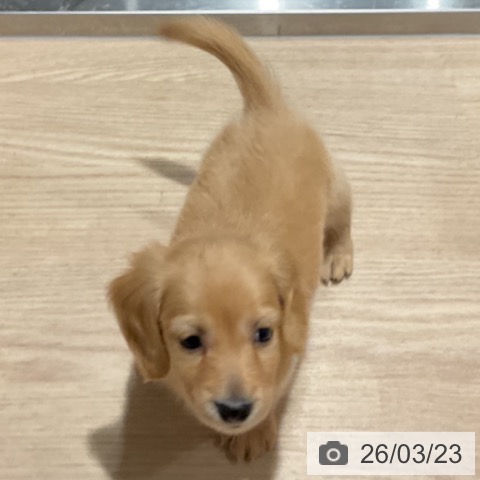 ミニチュア・ダックスフンドの写真