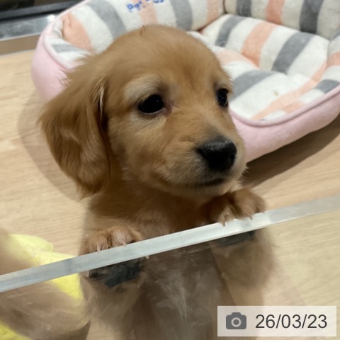 ミニチュア・ダックスフンドの写真