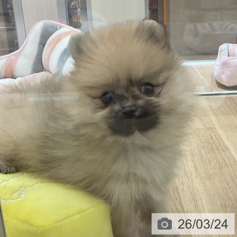 神奈川県のポメラニアン (ペットプラス モザイクモール港北店/2026年1月20日生まれ/女の子/オレンジ)の子犬の4枚目の画像