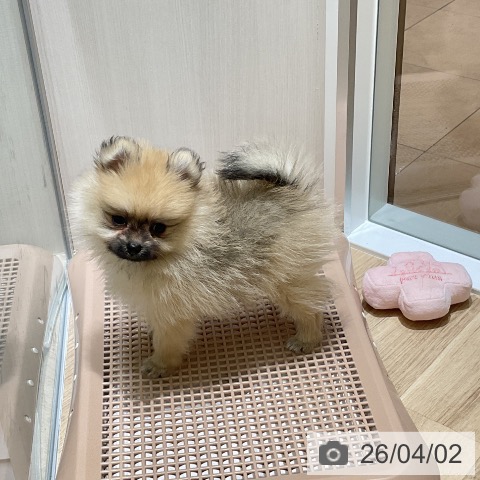 神奈川県のポメラニアン (ペットプラス モザイクモール港北店/2026年1月20日生まれ/女の子/オレンジ)の子犬の3枚目の画像