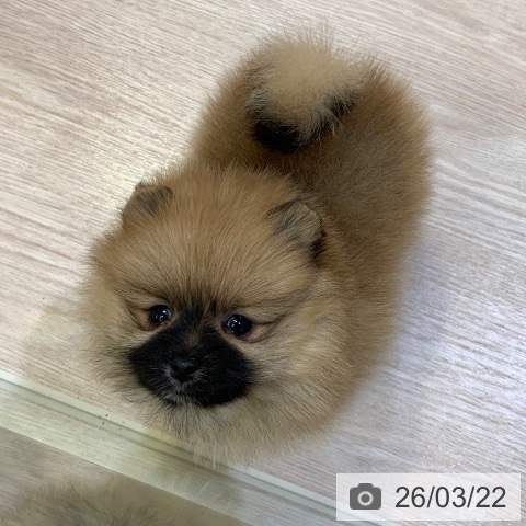 千葉県のポメラニアン (ペットプラス 幕張新都心店/2026年1月20日生まれ/女の子/オレンジ)の子犬の3枚目の画像