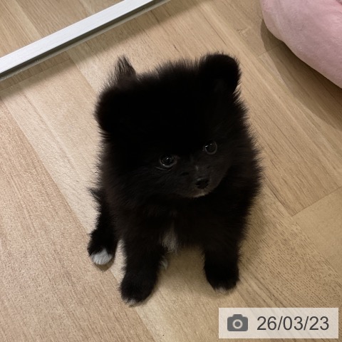 神奈川県のポメラニアン (ペットプラス モザイクモール港北店/2026年1月19日生まれ/男の子/ブラック)の子犬の4枚目の画像