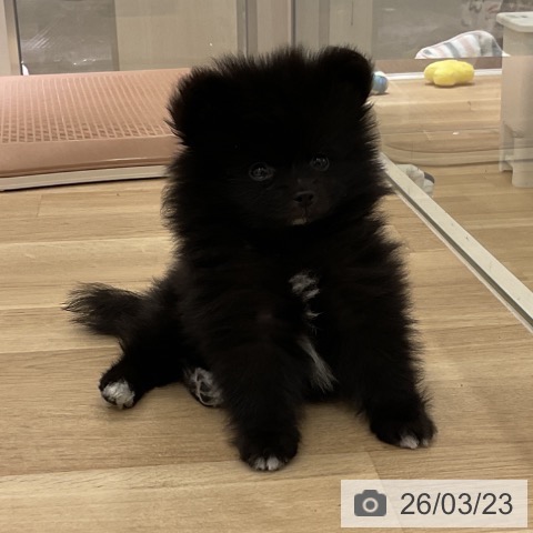 神奈川県のポメラニアン (ペットプラス 天王町店/2026年1月19日生まれ/男の子/ブラック)の子犬の4枚目の画像