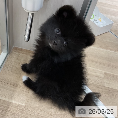 神奈川県のポメラニアン (ペットプラス モザイクモール港北店/2026年1月19日生まれ/男の子/ブラック)の子犬の3枚目の画像