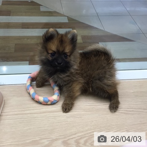 東京都のポメラニアン (ペットプラス 多摩平の森店/2026年1月19日生まれ/男の子/オレンジ)の子犬の3枚目の画像