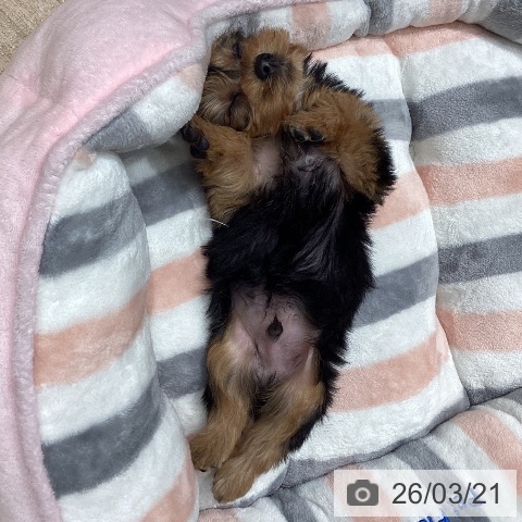 ヨークシャー・テリアの写真