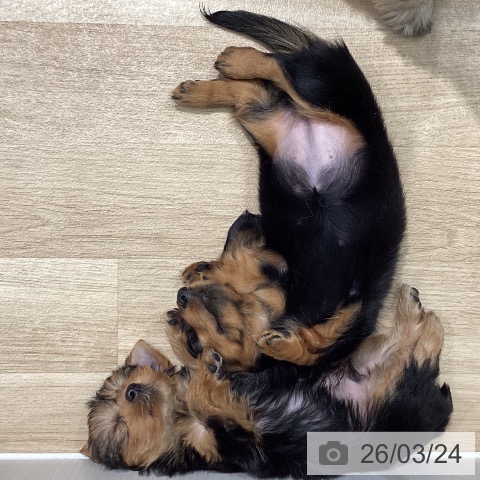 埼玉県のヨークシャーテリア (ペットプラス ピオニウォーク東松山店/2026年1月20日生まれ/男の子/スチールブルータン)の子犬の4枚目の画像