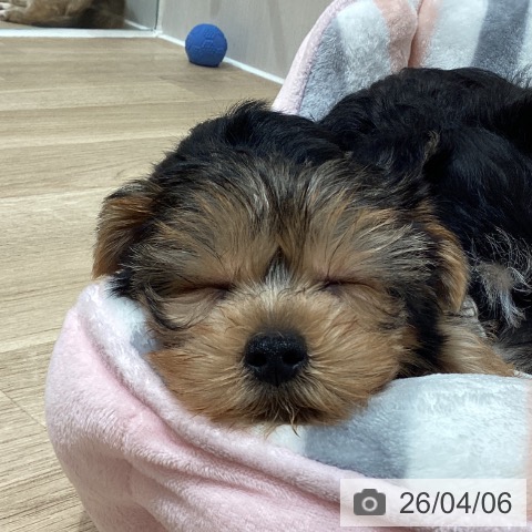 埼玉県のヨークシャーテリア (ペットプラス ピオニウォーク東松山店/2026年1月20日生まれ/男の子/スチールブルータン)の子犬の4枚目の画像