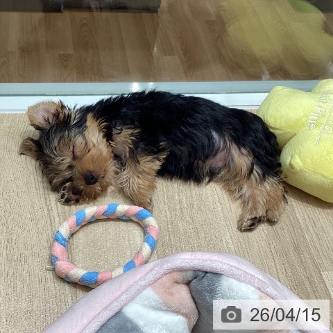 埼玉県のヨークシャーテリア (ペットプラス ピオニウォーク東松山店/2026年1月20日生まれ/男の子/スチールブルータン)の子犬の4枚目の画像