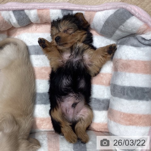 埼玉県のヨークシャーテリア (ペットプラス ピオニウォーク東松山店/2026年1月20日生まれ/男の子/スチールブルータン)の子犬の3枚目の画像