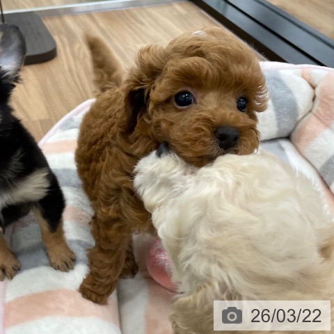 トイ・プードルの写真