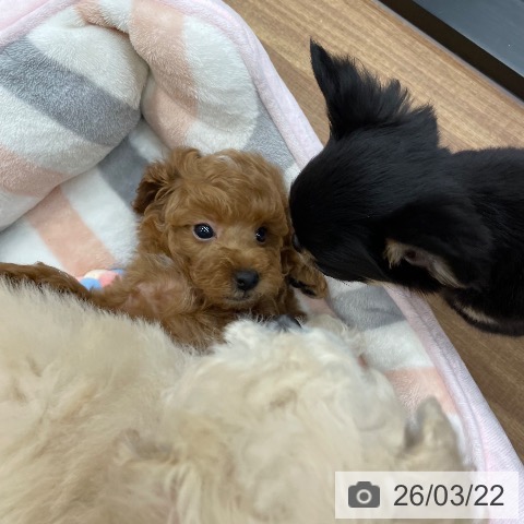 トイ・プードルの写真