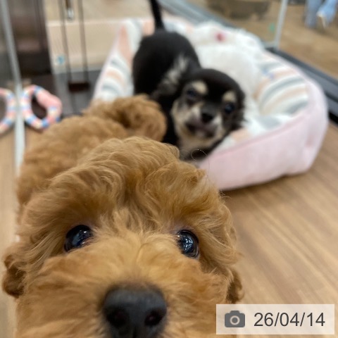 茨城県のトイプードル(トイ) (ペッツワン つくば店/2026年1月20日生まれ/女の子/レッドホワイト)の子犬の4枚目の画像