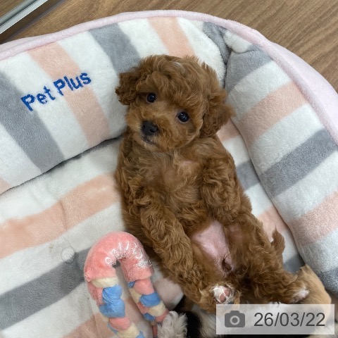 トイ・プードルの写真