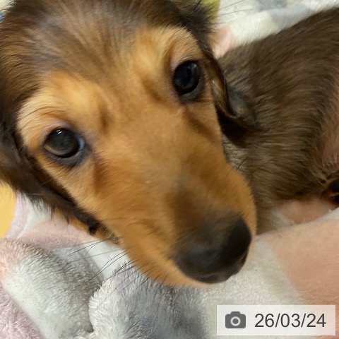 ミニチュア・ダックスフンドの写真