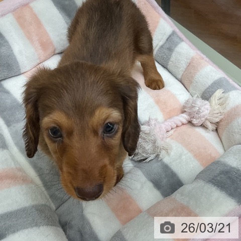 ミニチュア・ダックスフンドの写真