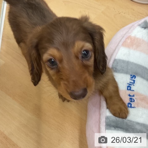 ミニチュア・ダックスフンドの写真