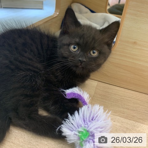 東京都のブリティッシュショートヘアー (ペットプラス アクアシティお台場店/2026年1月18日生まれ/男の子/チョコレート)の子猫の4枚目の画像