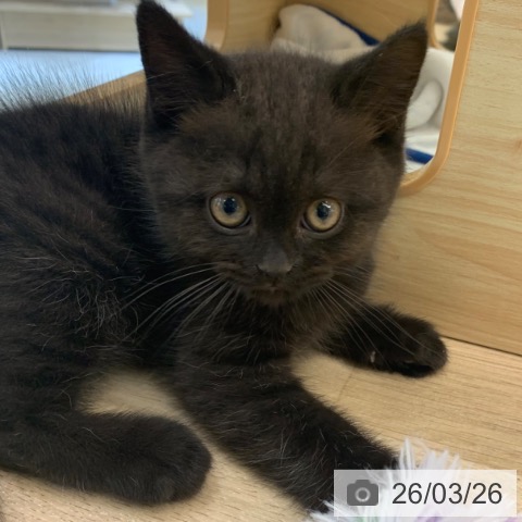 東京都のブリティッシュショートヘアー (ペットプラス アクアシティお台場店/2026年1月18日生まれ/男の子/チョコレート)の子猫の3枚目の画像