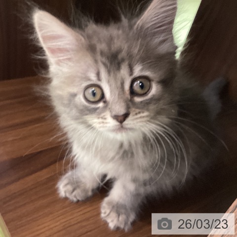 埼玉県のメインクーン (ペットプラス 羽生店/2026年1月19日生まれ/男の子/ブルータビー)の子猫の4枚目の画像