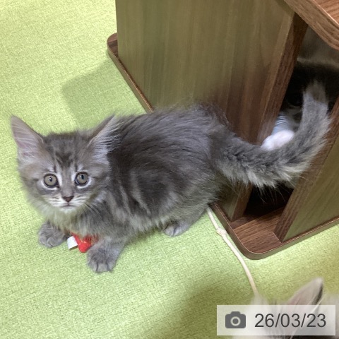 埼玉県のメインクーン (ペットプラス 羽生店/2026年1月19日生まれ/男の子/ブルータビー)の子猫の3枚目の画像