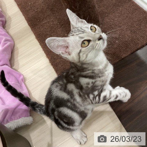 アメリカンショートヘアの写真