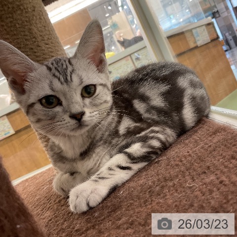 埼玉県のアメリカンショートヘアー (ペットプラス 上尾店/2025年12月1日生まれ/女の子/シルバータビー)の子猫の4枚目の画像