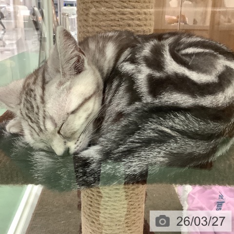 アメリカンショートヘアの写真