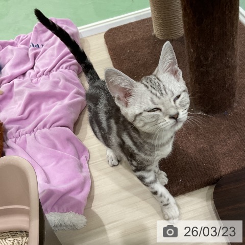 アメリカンショートヘアの写真