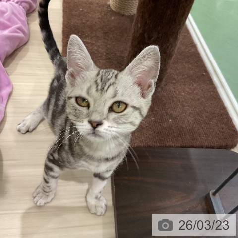 埼玉県のアメリカンショートヘアー (ペットプラス 上尾店/2025年12月1日生まれ/女の子/シルバータビー)の子猫の4枚目の画像