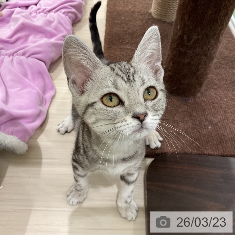 埼玉県のアメリカンショートヘアー (ペットプラス 上尾店/2025年12月1日生まれ/女の子/シルバータビー)の子猫の3枚目の画像